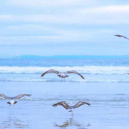 De Meerpaal - Aan Zee * 朱丽安娜多普